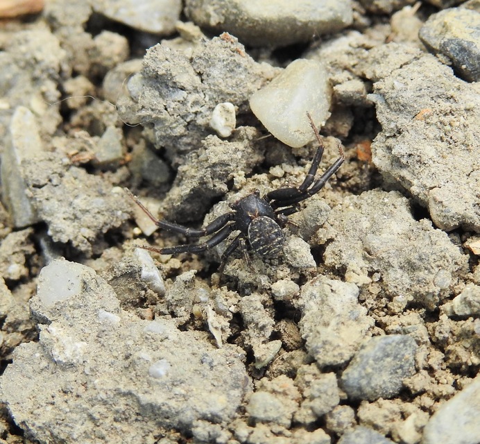 Xysticus