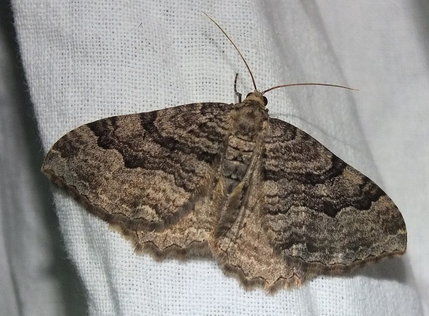 Hydria cervinalis - őzbarna araszoló
