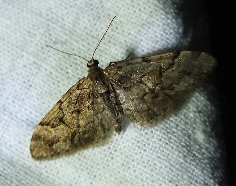 Eupithecia lanceata - világosbarna törpearaszoló