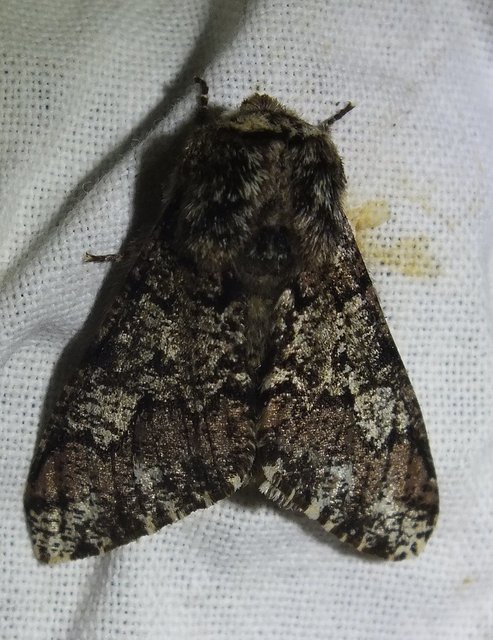 Biston strataria - barnapettyes araszoló