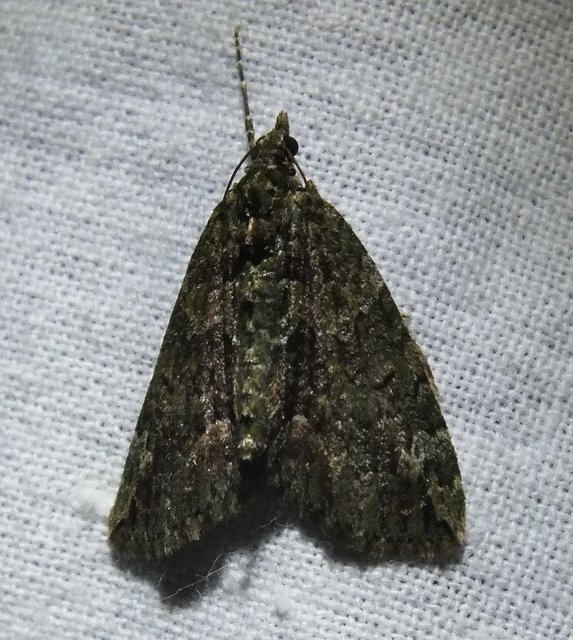 Chloroclysta siterata - salátazöld araszoló