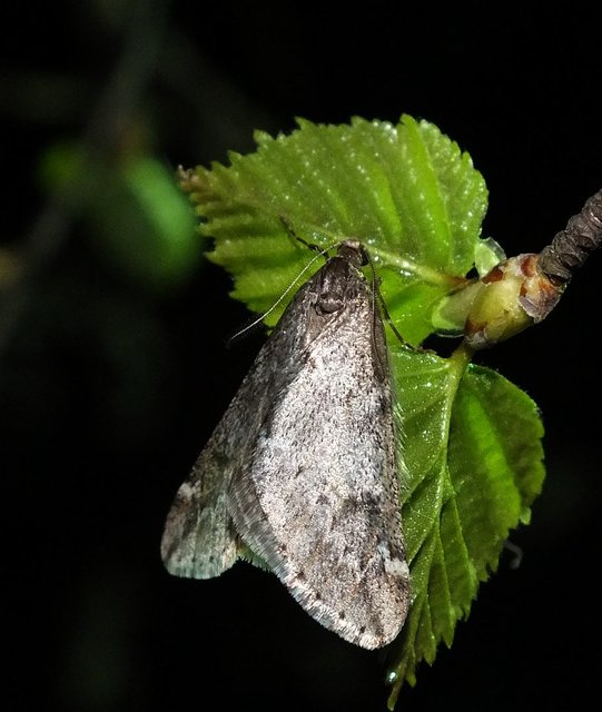 Alsophila aescularia - vadgesztenye-araszoló