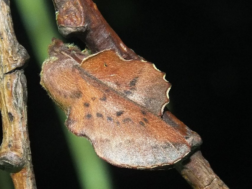 Phyllodesma tremulifolia - nyárlevélpohók