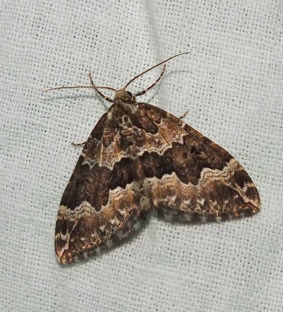 Lampropteryx suffumata - füstös araszoló