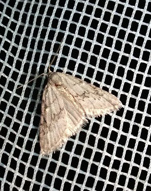 Nola cicatricalis - szürke pamacsosszövő
