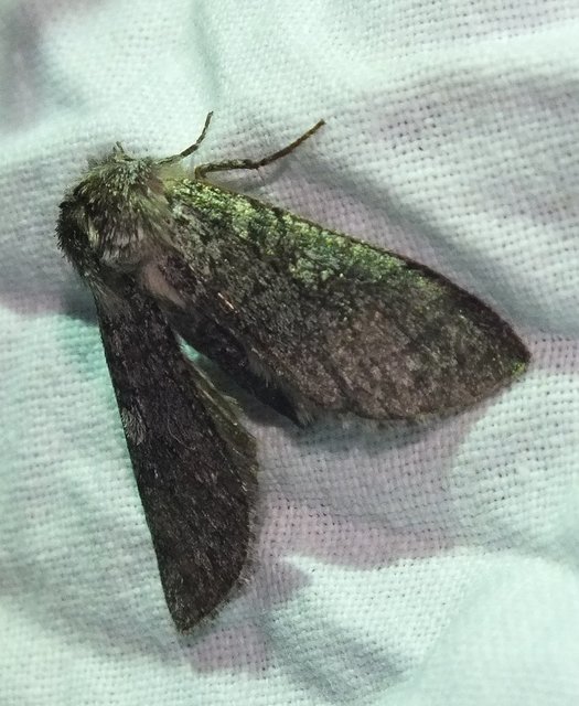 Achlya flavicornis - nyíres pihésszövő