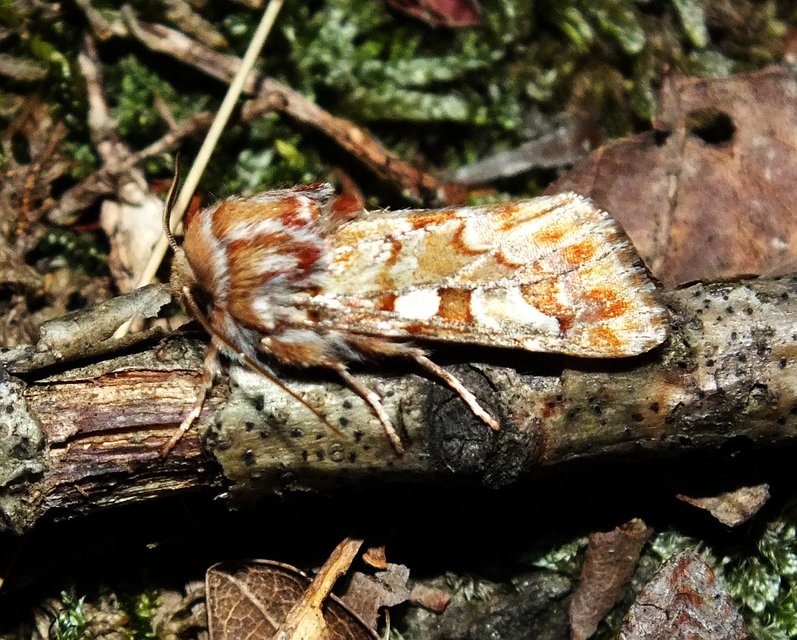 Panolis flammea - fenyőbagoly