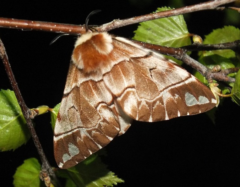 Endromis versicolora - tarkaszövő