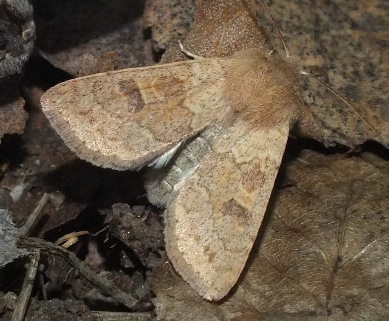Orthosia miniosa - sárgás barkabagoly