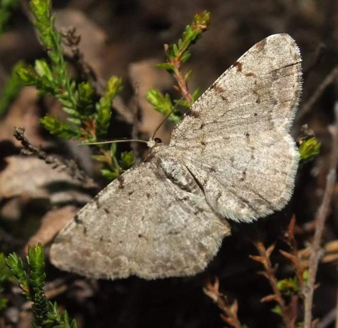 Aethalura punctulata - szürke égeraraszoló