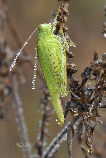 Phaneroptera