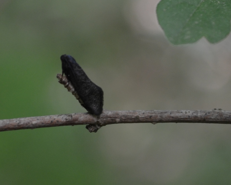Lypusa