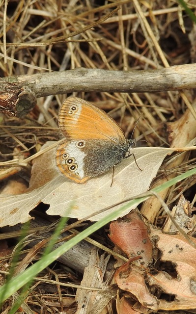 Coenonympha arcania - fehéröves szénalepke