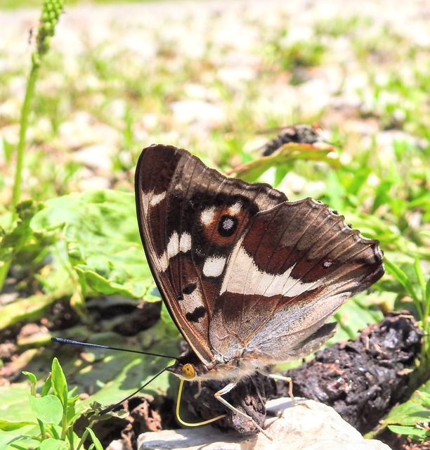 Apatura iris - nagy színjátszólepke