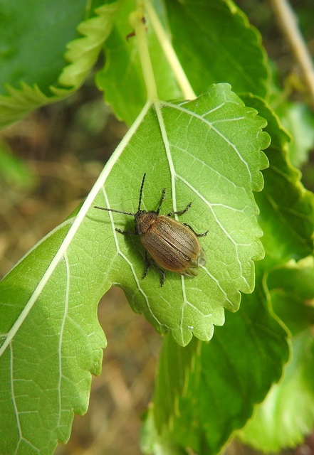 Galeruca pomonae - barna olajosbogár