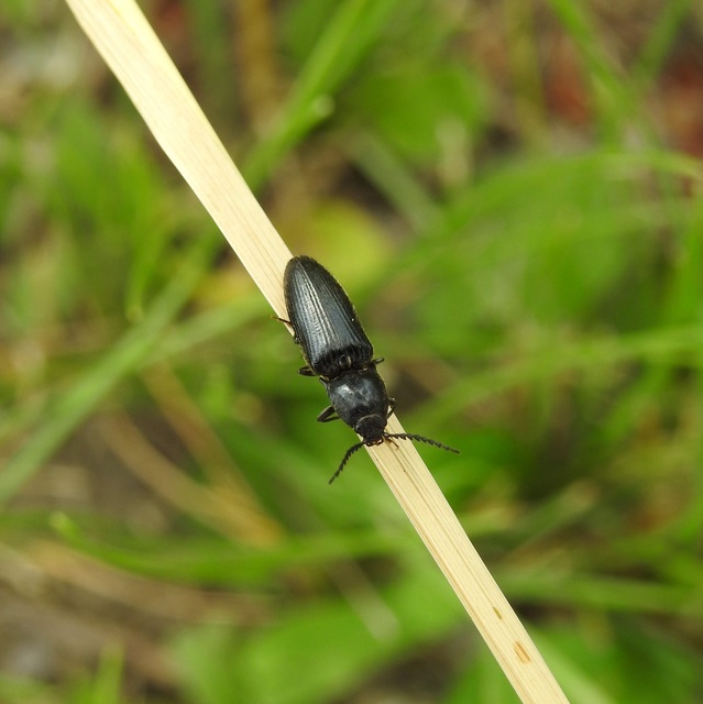 Hemicrepidius hirtus - borzas pattanó