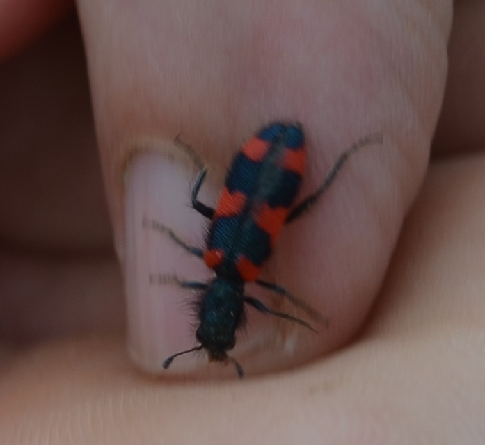 Trichodes favarius - hatfoltos méhészbogár