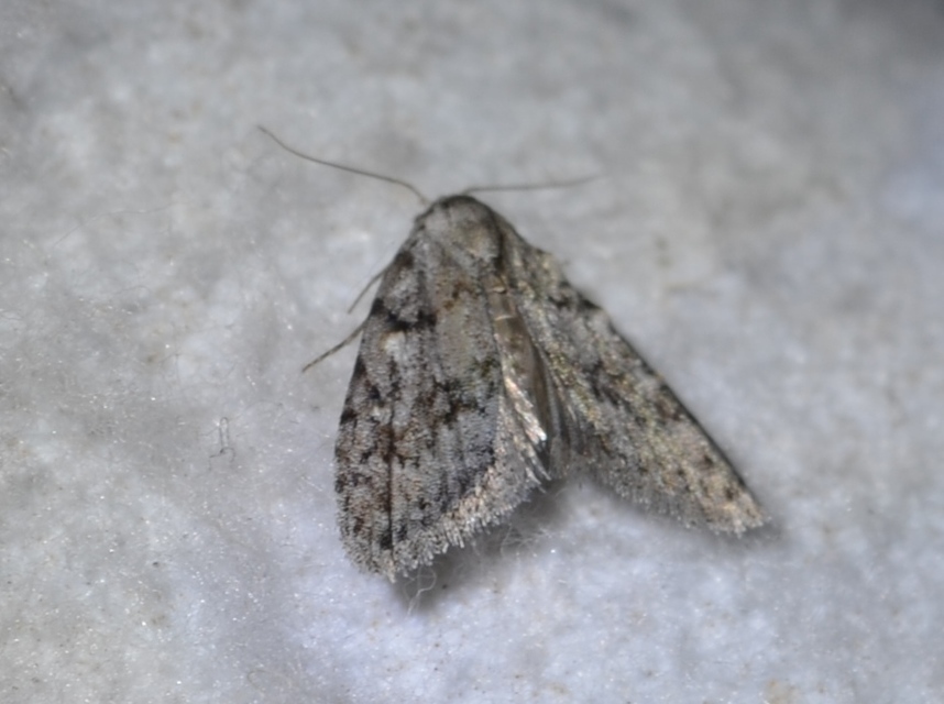 Nola cicatricalis - szürke pamacsosszövő