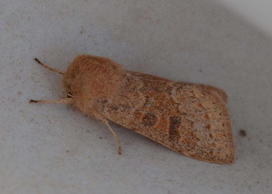 Orthosia miniosa - sárgás barkabagoly