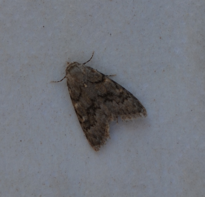 Nola cicatricalis - szürke pamacsosszövő