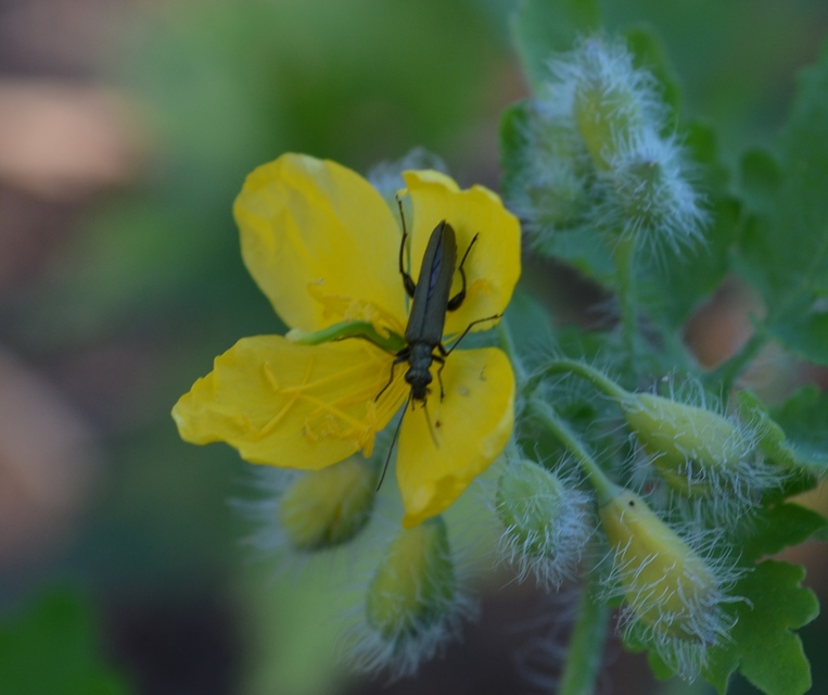 Oedemera