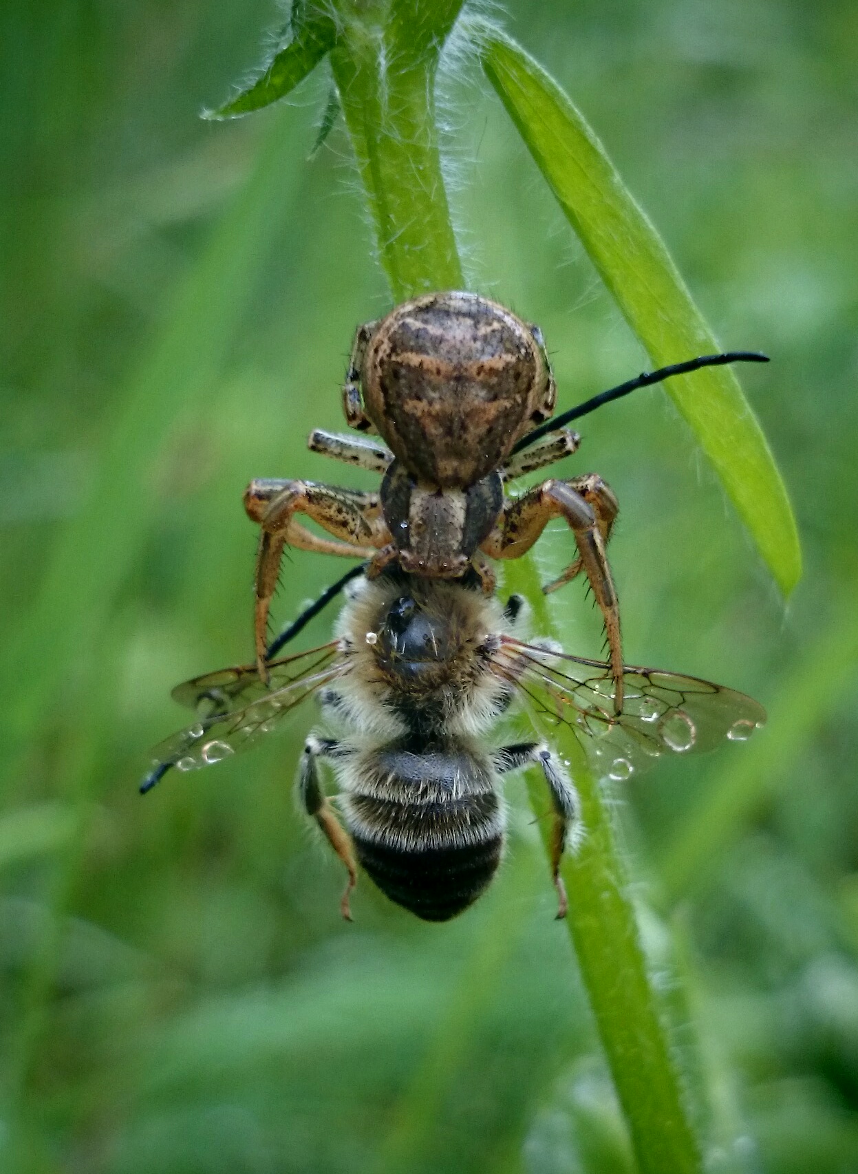 Xysticus kochi - közönséges karolópók