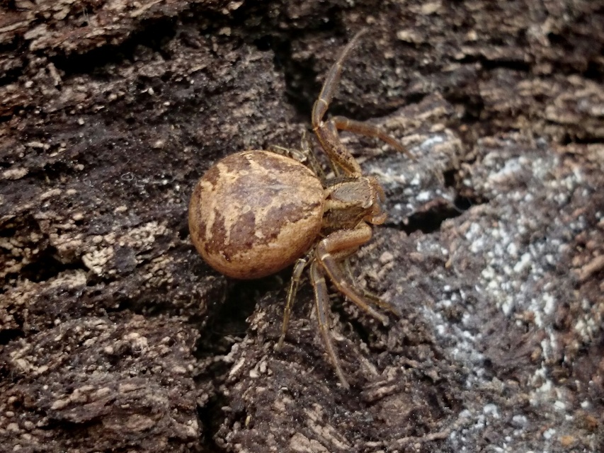 Xysticus
