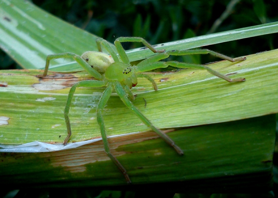 Micrommata virescens - hunyópók