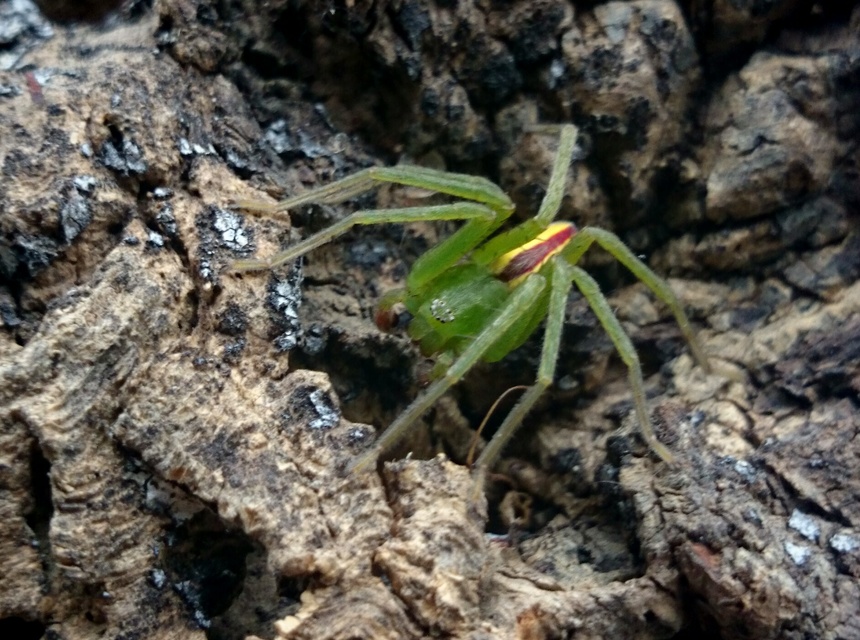 Micrommata virescens - hunyópók