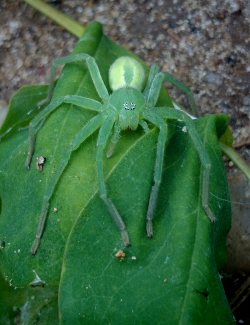 Micrommata virescens - hunyópók