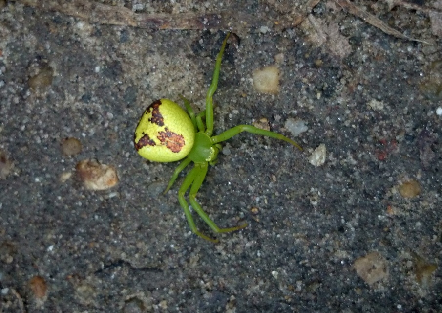 Ebrechtella tricuspidata - alakoskodó karolópók