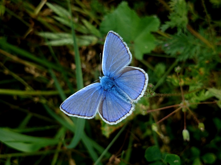 Polyommatus icarus - közönséges boglárka