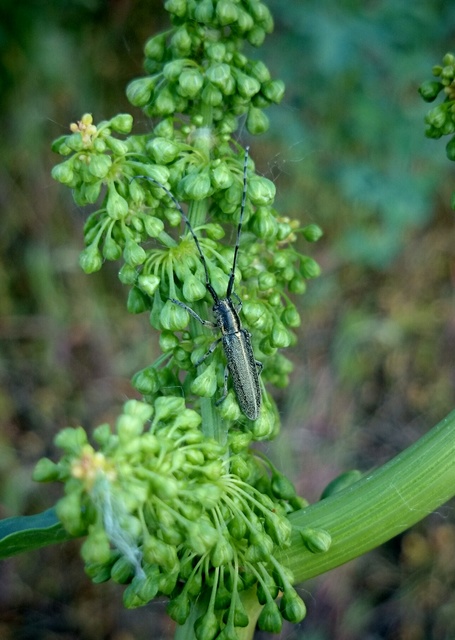 Agapanthia cardui - sávos bogáncscincér