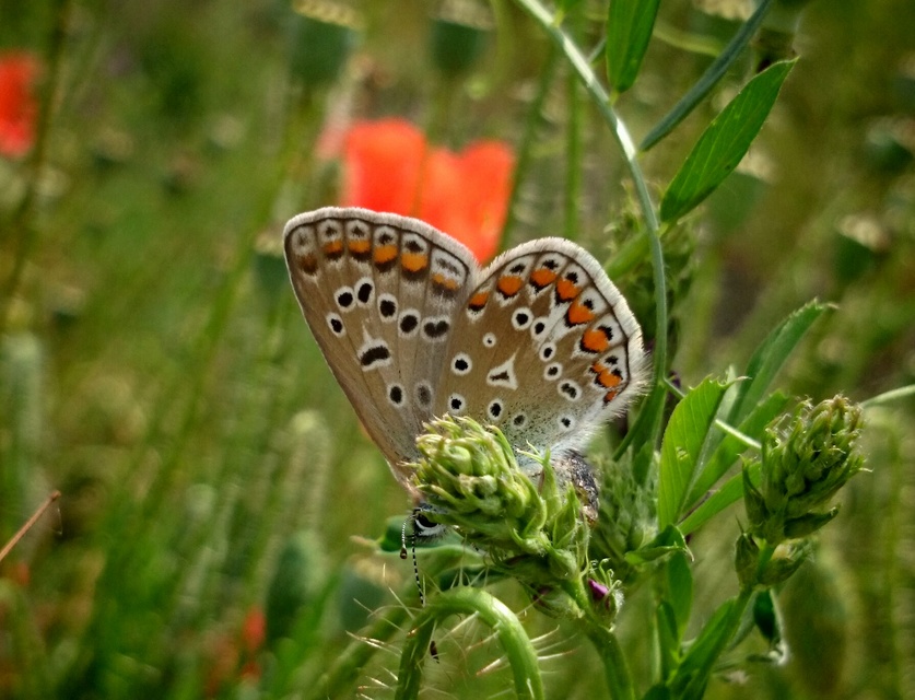 Polyommatus icarus - közönséges boglárka
