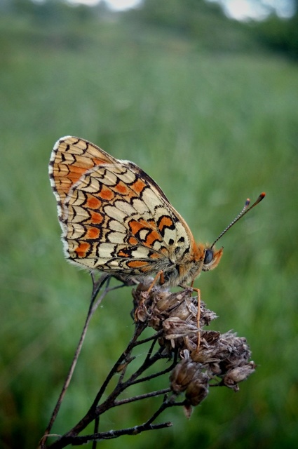 Melitaea phoebe - nagy tarkalepke
