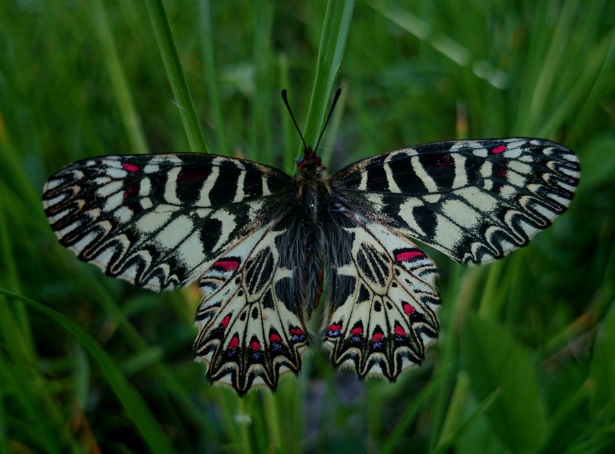 Zerynthia polyxena - farkasalmalepke