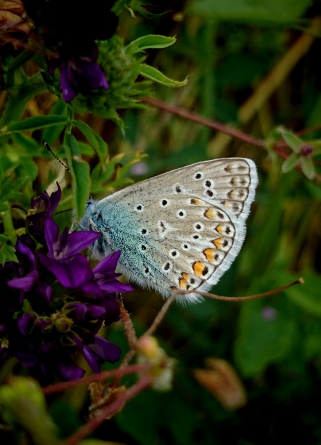 Polyommatus icarus - közönséges boglárka