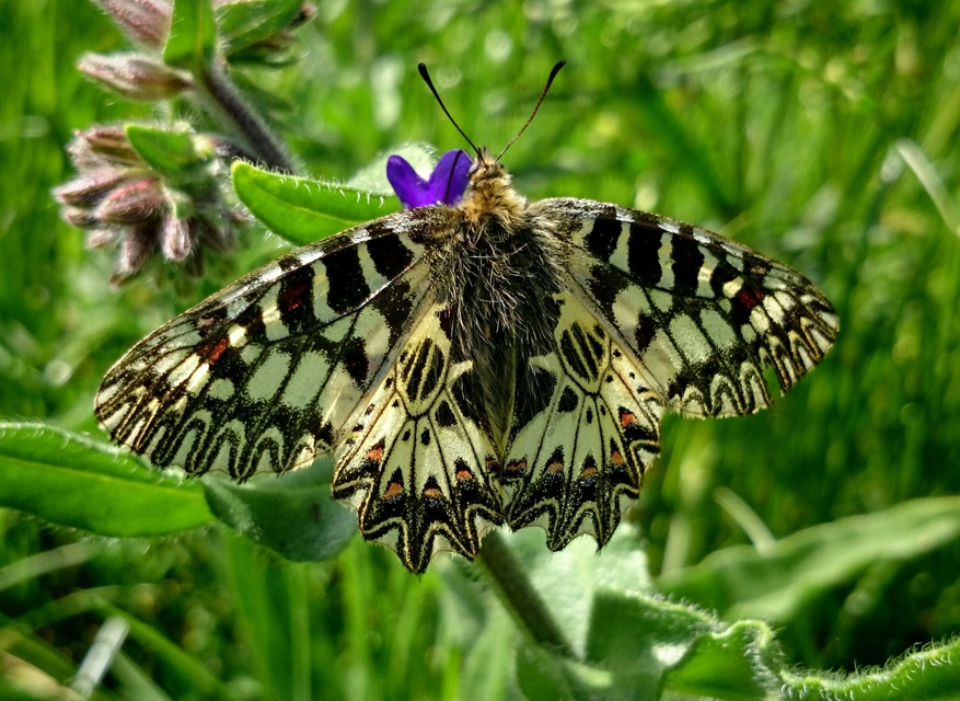 Zerynthia polyxena - farkasalmalepke