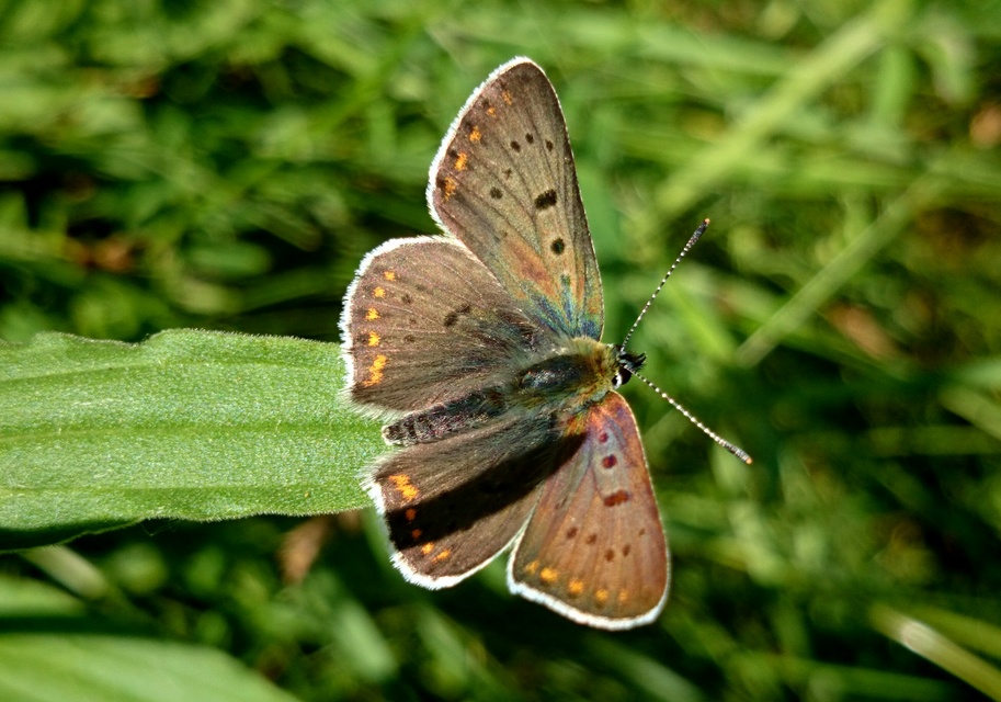 Lycaena tityrus - barna tűzlepke