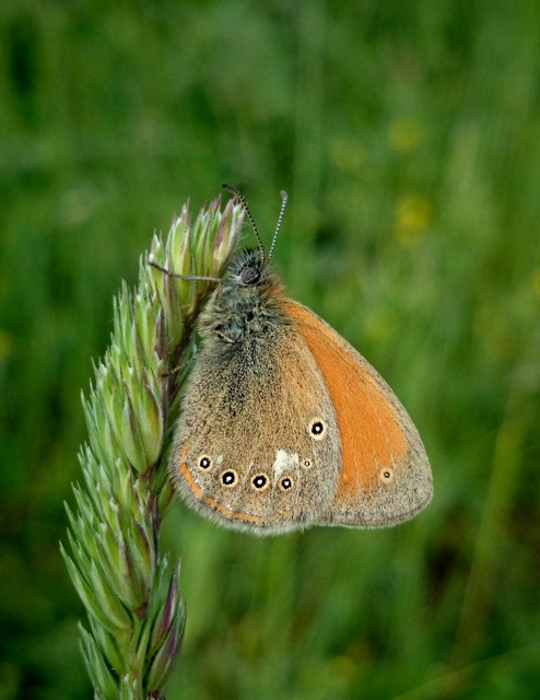 Coenonympha glycerion - közönséges szénalepke