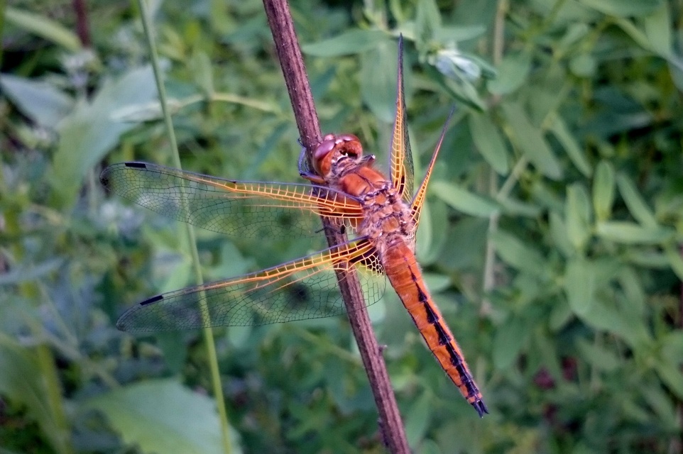 Libellula fulva - kisfoltos laposacsa
