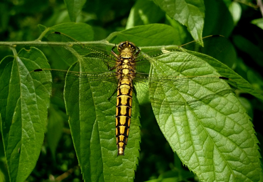Orthetrum cancellatum - feketefarkú pásztorszitakötő