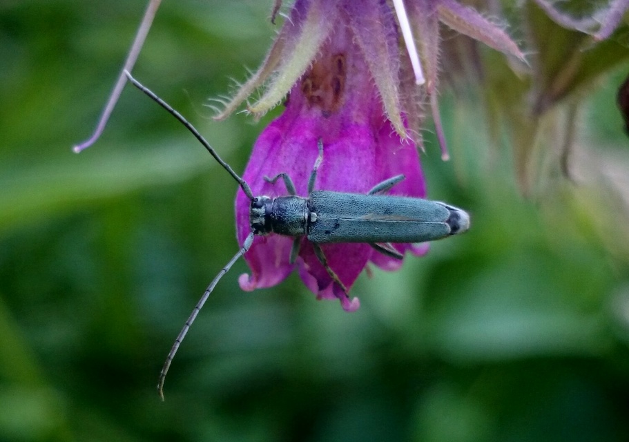 Phytoecia coerulescens - kígyósziszcincér