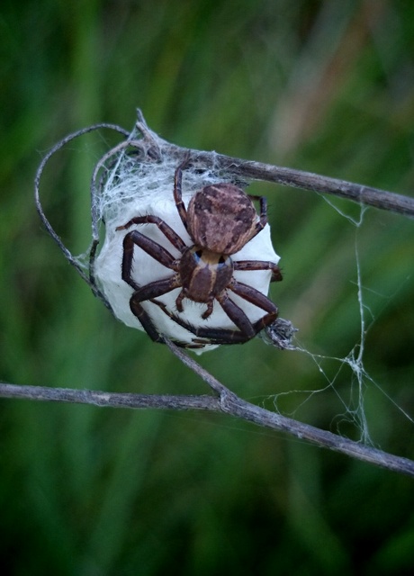 Xysticus kochi - közönséges karolópók