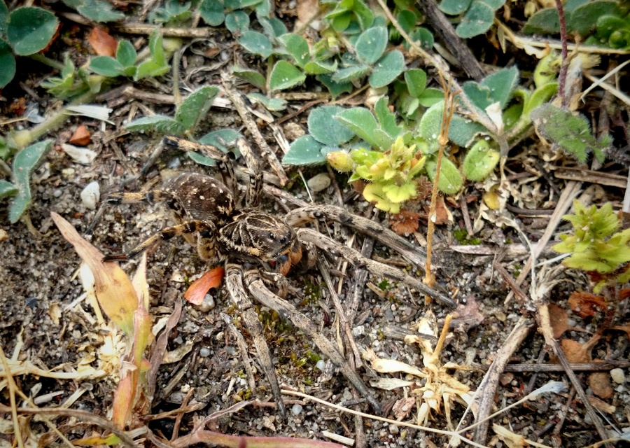 Geolycosa vultuosa - pokoli cselőpók