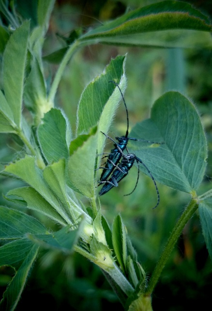 Agapanthia violacea - kék somkórócincér
