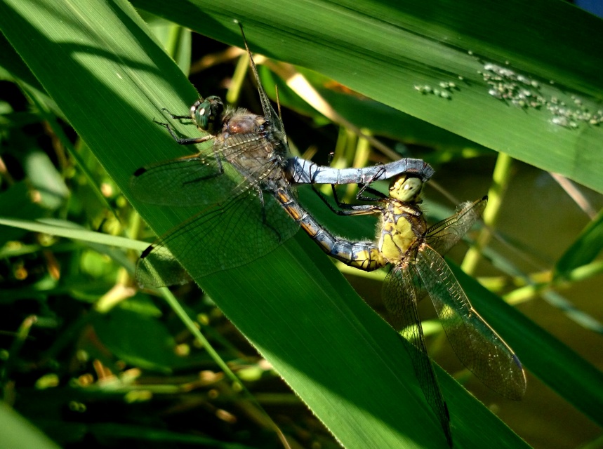 Orthetrum cancellatum - feketefarkú pásztorszitakötő