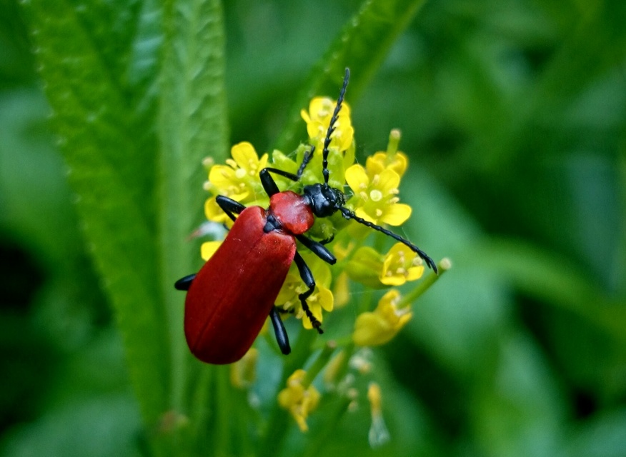 Pyrochroa coccinea - nagy bíborbogár