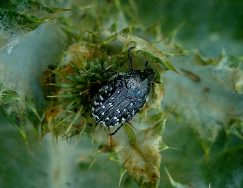 Oxythyrea funesta - sokpettyes virágbogár
