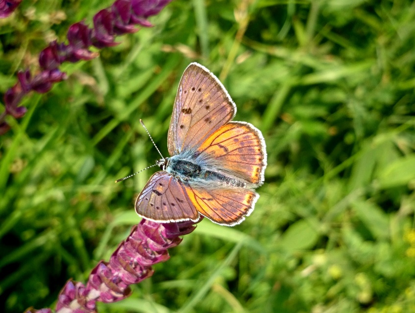 Lycaena alciphron - ibolyás tűzlepke